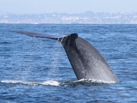 Oceanside Adventures-欧申赛德必去景点
