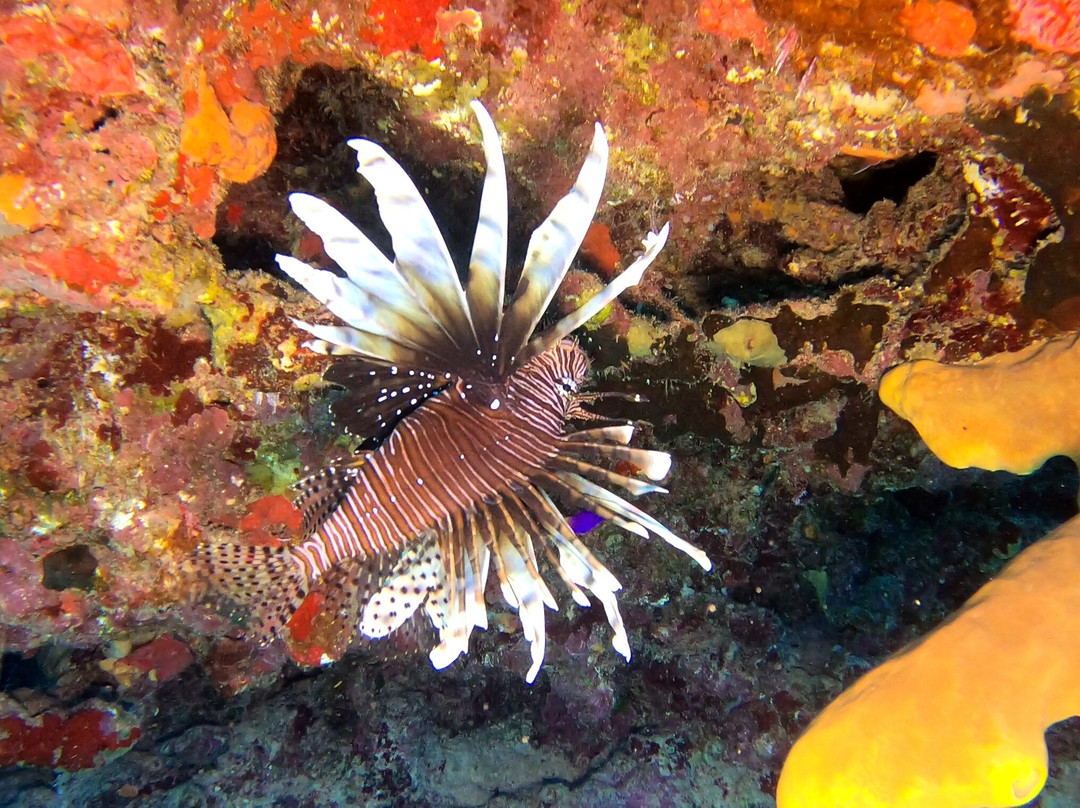 Antigua Scuba School-Jolly Harbour必去景点