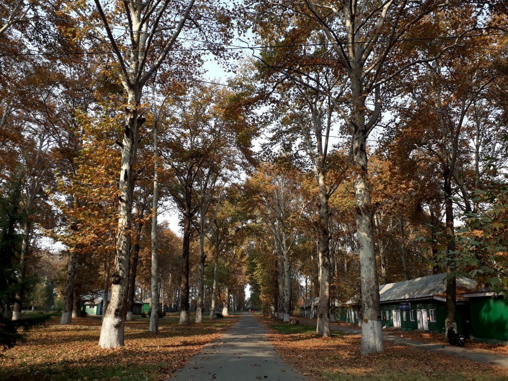 Nasim Bagh-斯利那加必去景点