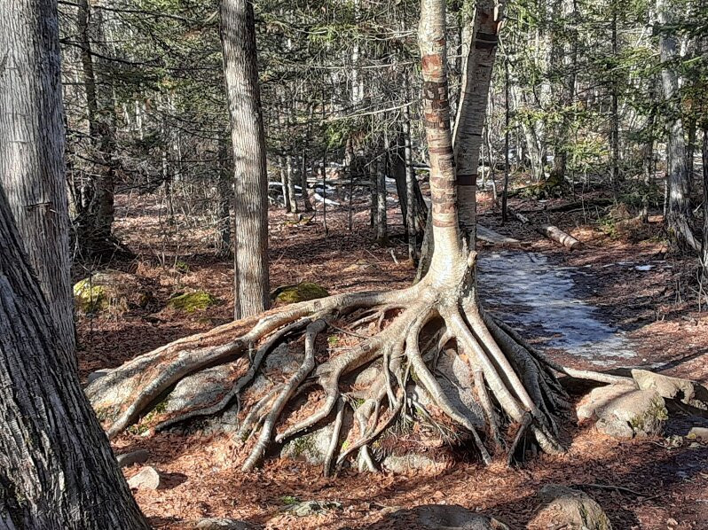 Kawishiwi Falls Trail-伊利必去景点