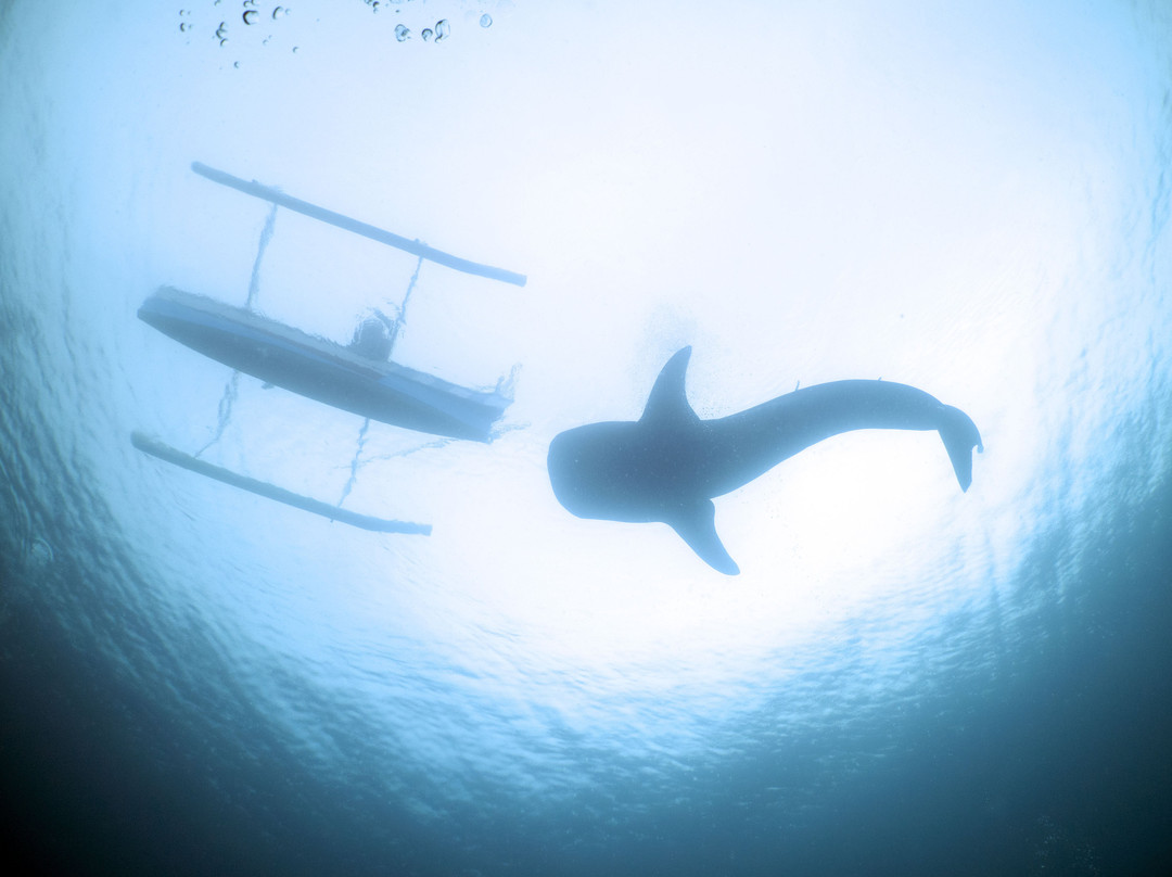 Miguel's Diving Gorontalo景点图片