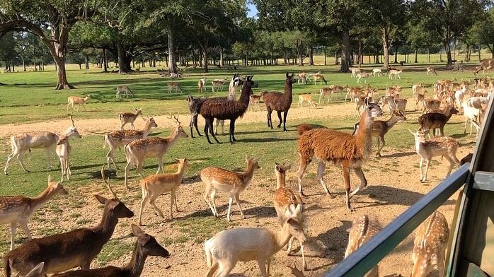 Global Wildlife Center-Folsom必去景点
