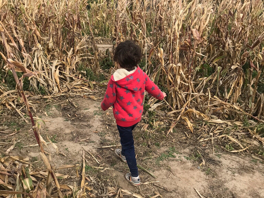 Wills Family Orchard-Adel必去景点