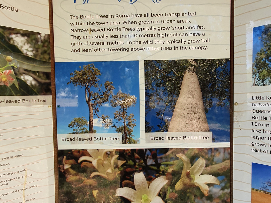 Roma's Biggest Bottle Tree-Roma必去景点