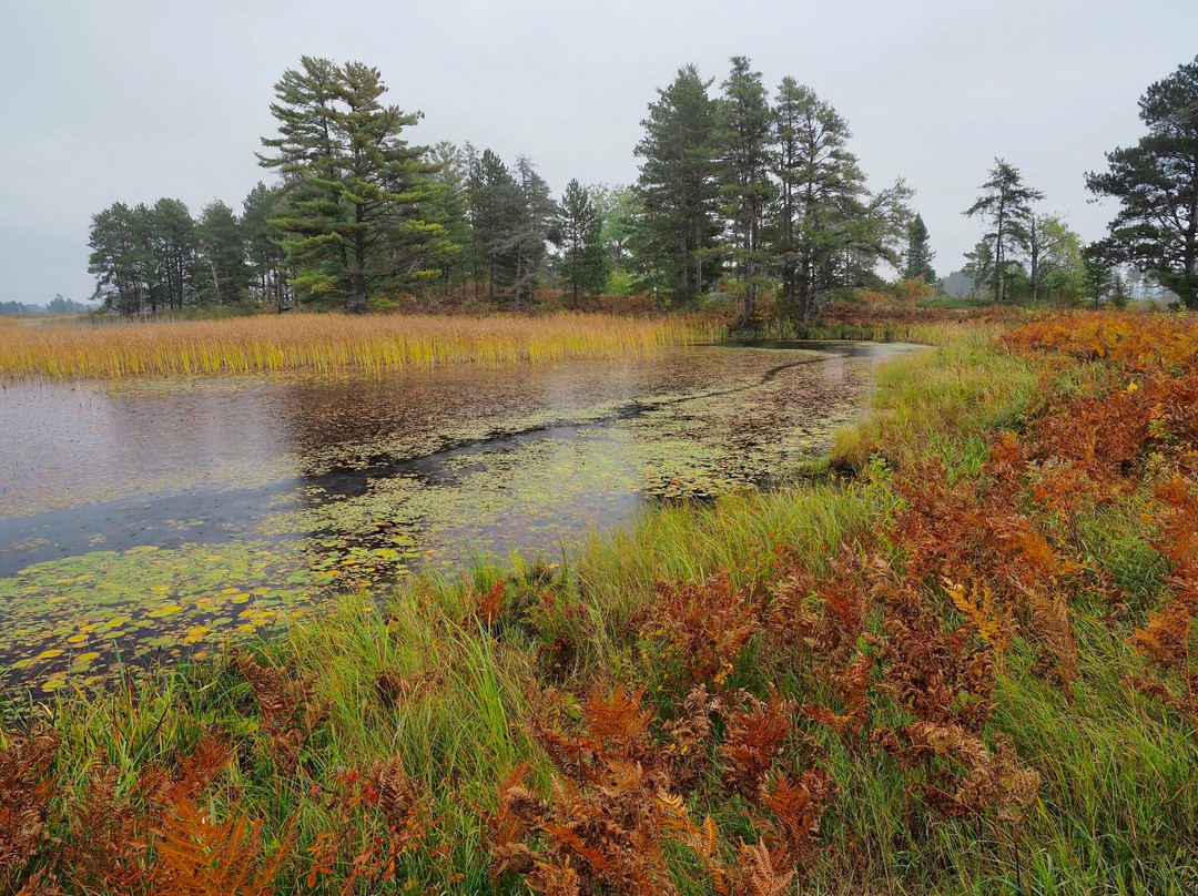 Seney National Wildlife Refuge景点图片