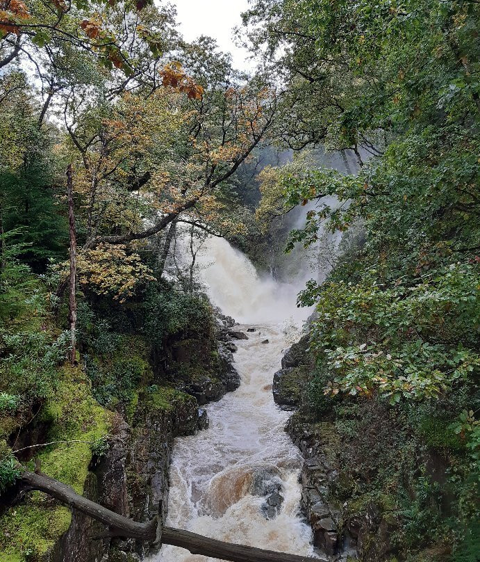 Coed y Brenin Forest Park景点图片