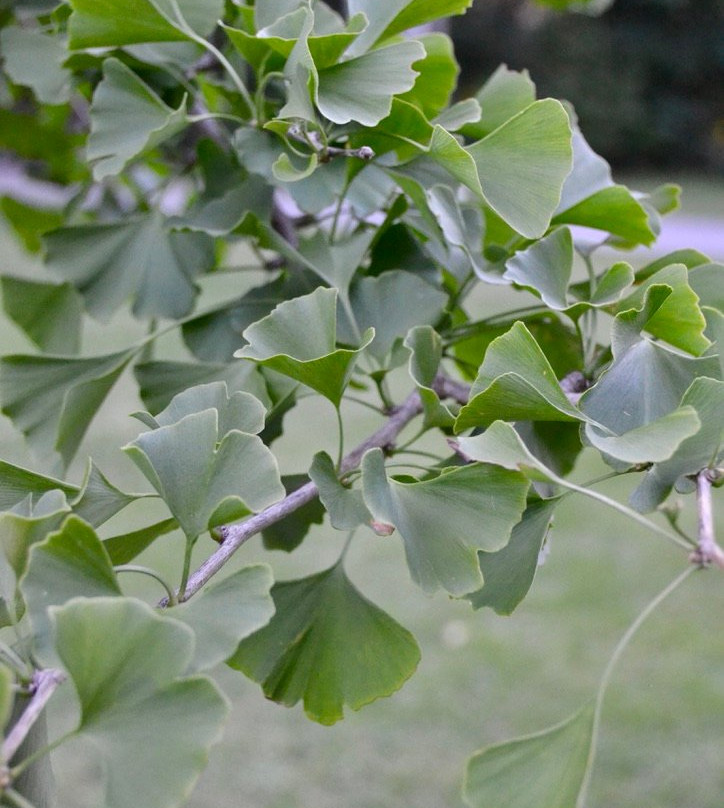Collingwood Arboretum-科林伍德必去景点