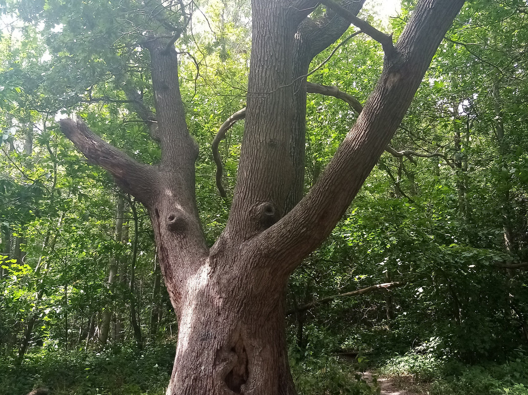 La Forêt Domaniale de Montmorency-Saint-Prix必去景点