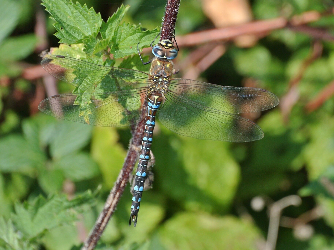 Waltham Brooks Nature Reserve景点图片