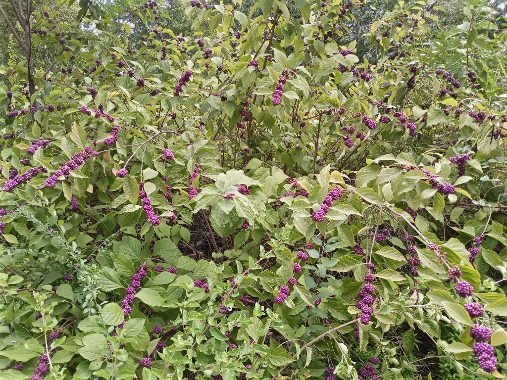 Airfield Falls Trailhead & Conservation Park-沃思堡必去景点