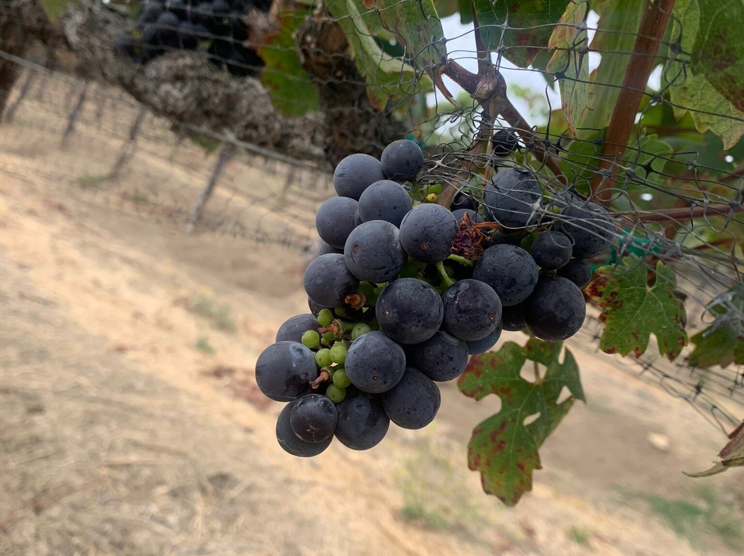 Oso Libre Winery景点图片