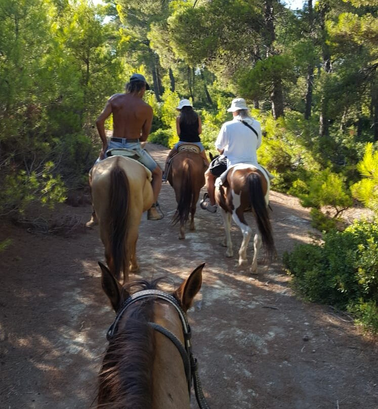 Apaloosa Horse Riding Club景点图片