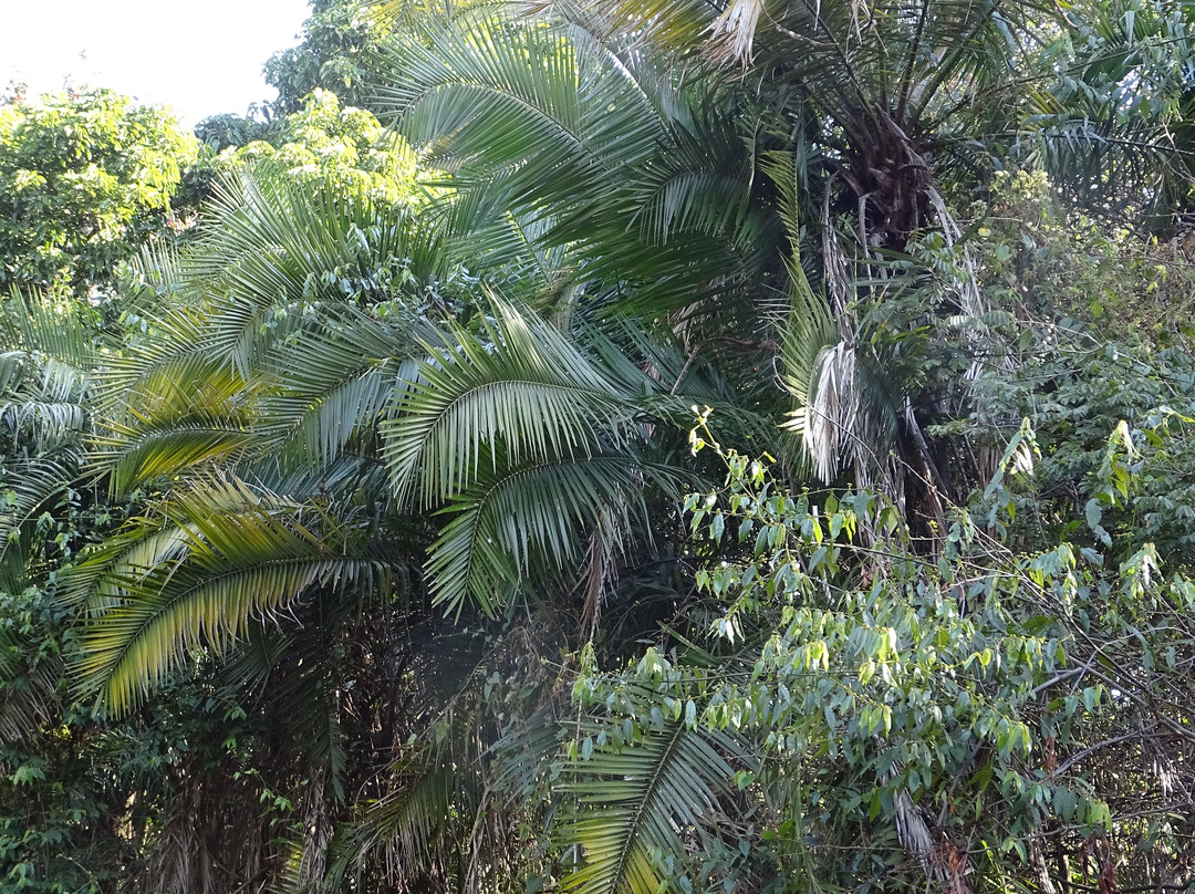 Queen Elizabeth Park-彼得马里茨堡必去景点
