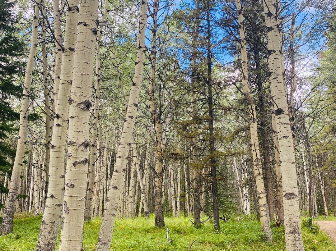 Troll Falls-卡那那斯基斯必去景点