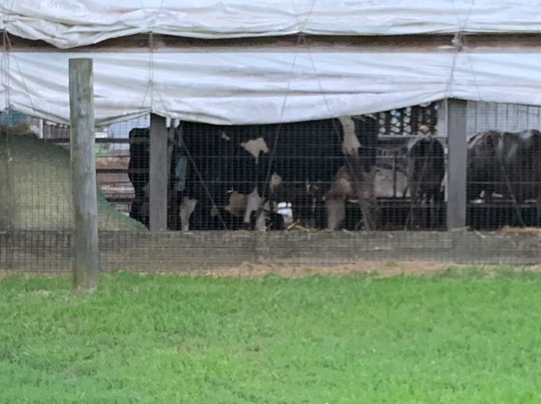 Hopkins Farm Creamery-刘易斯必去景点