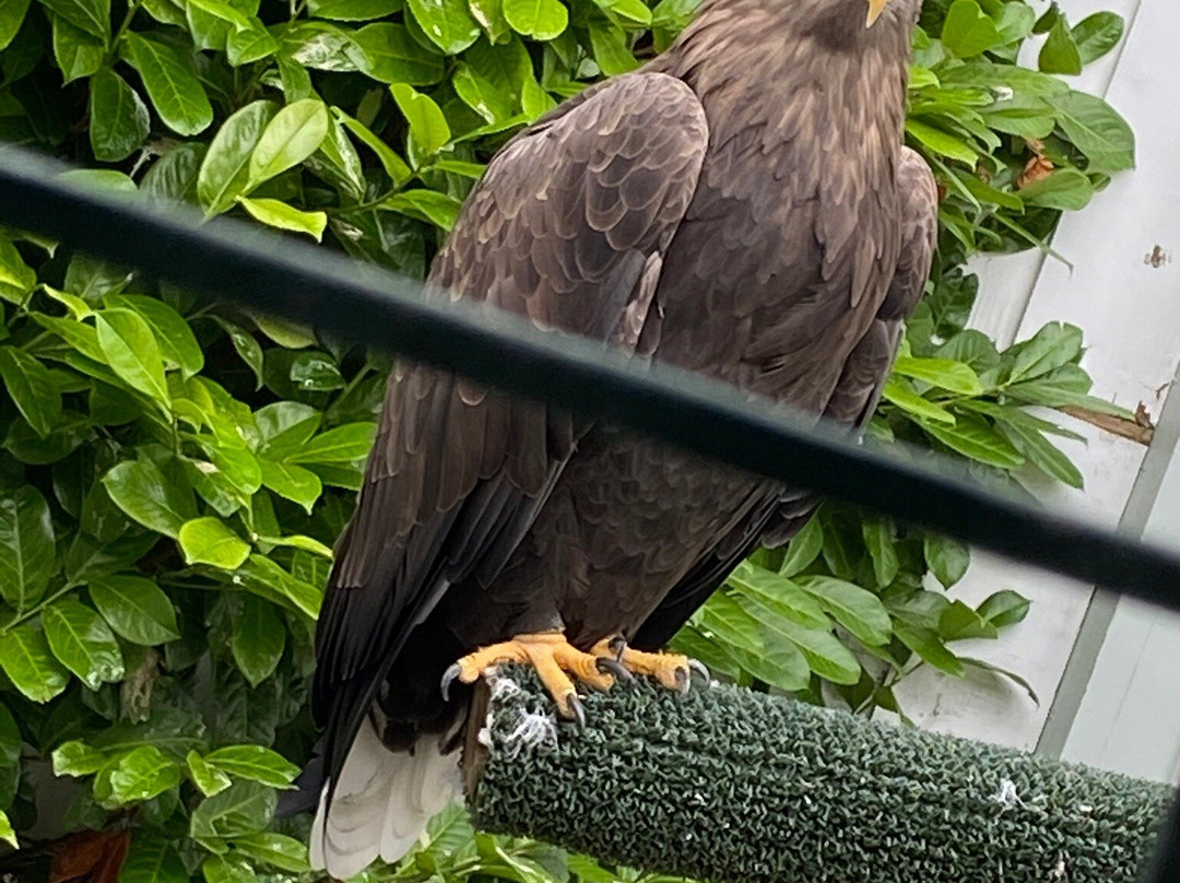 Burren Birds of Prey Centre-Ballyvaughan必去景点