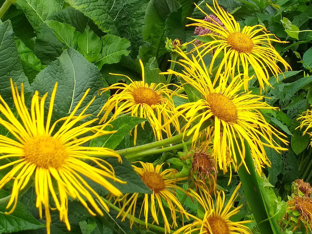 Colclough Walled Garden-Saltmills必去景点