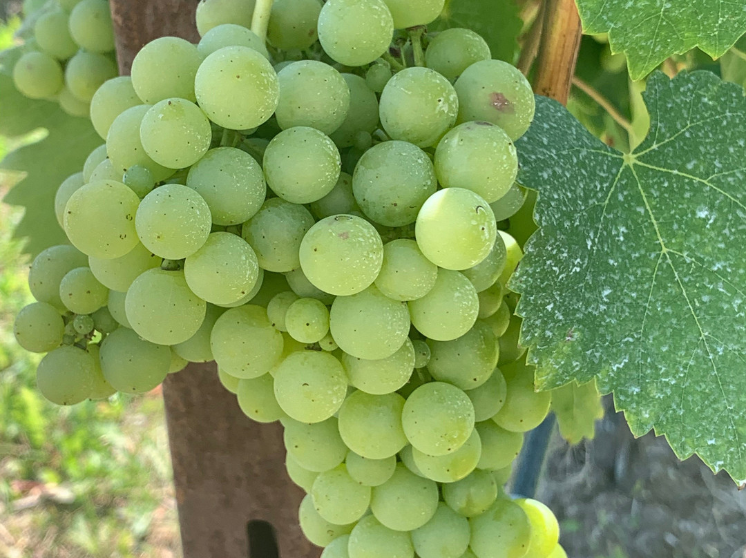 Azienda Agricola Provenza-代森扎诺-德尔加达必去景点