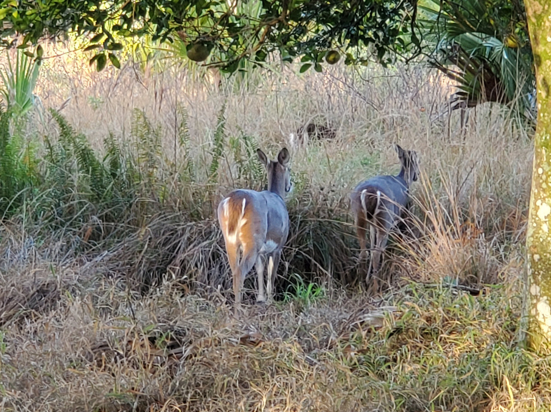 Loxahatchee River Battlefield Park-朱庇特必去景点