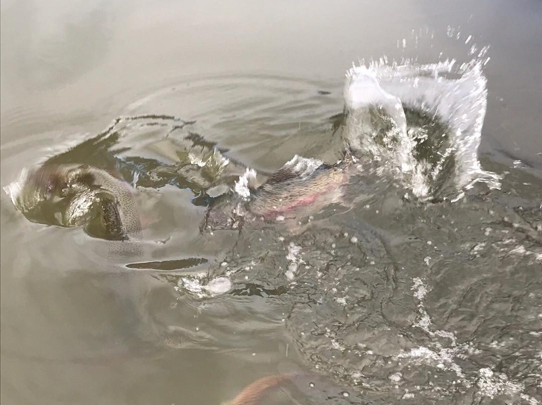 41 South Salmon and Ginseng Farm and Cafe-德洛兰恩必去景点