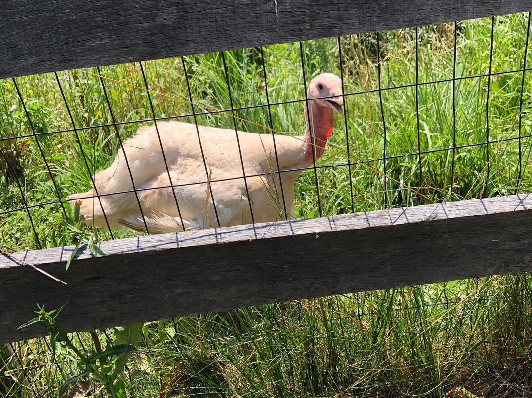 Rocklands Farm Winery and Market-Poolesville必去景点