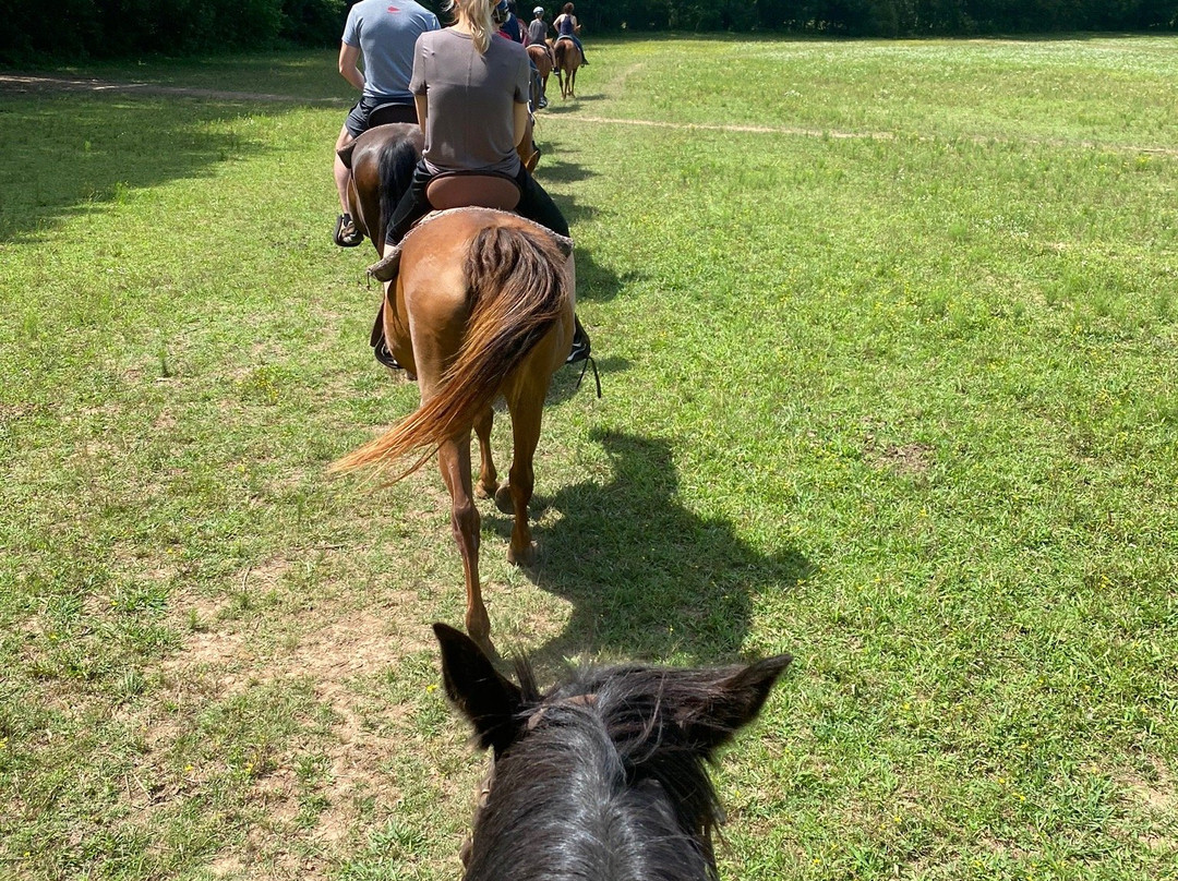 JuRo Stables-Mount Juliet必去景点