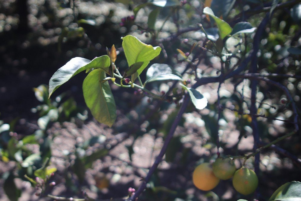 Citrus Ranch Park-Tustin必去景点