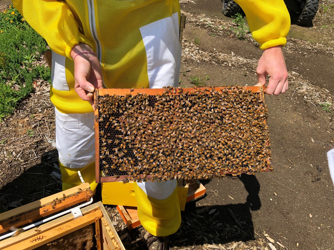 Killer Bees Honey景点图片