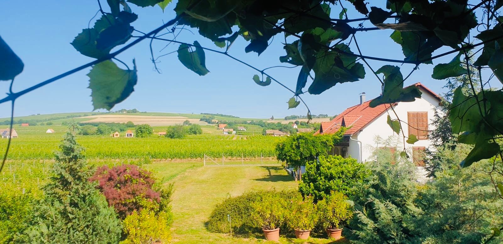 Tiffan's Winery and Pension-官方