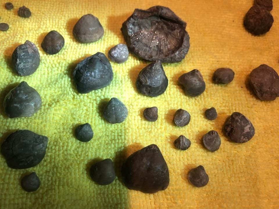 Paleo Site-Payson必去景点