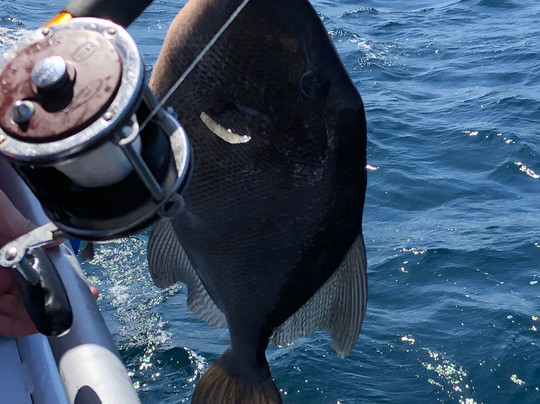 Reel Surprise Charters-橙色海湾必去景点