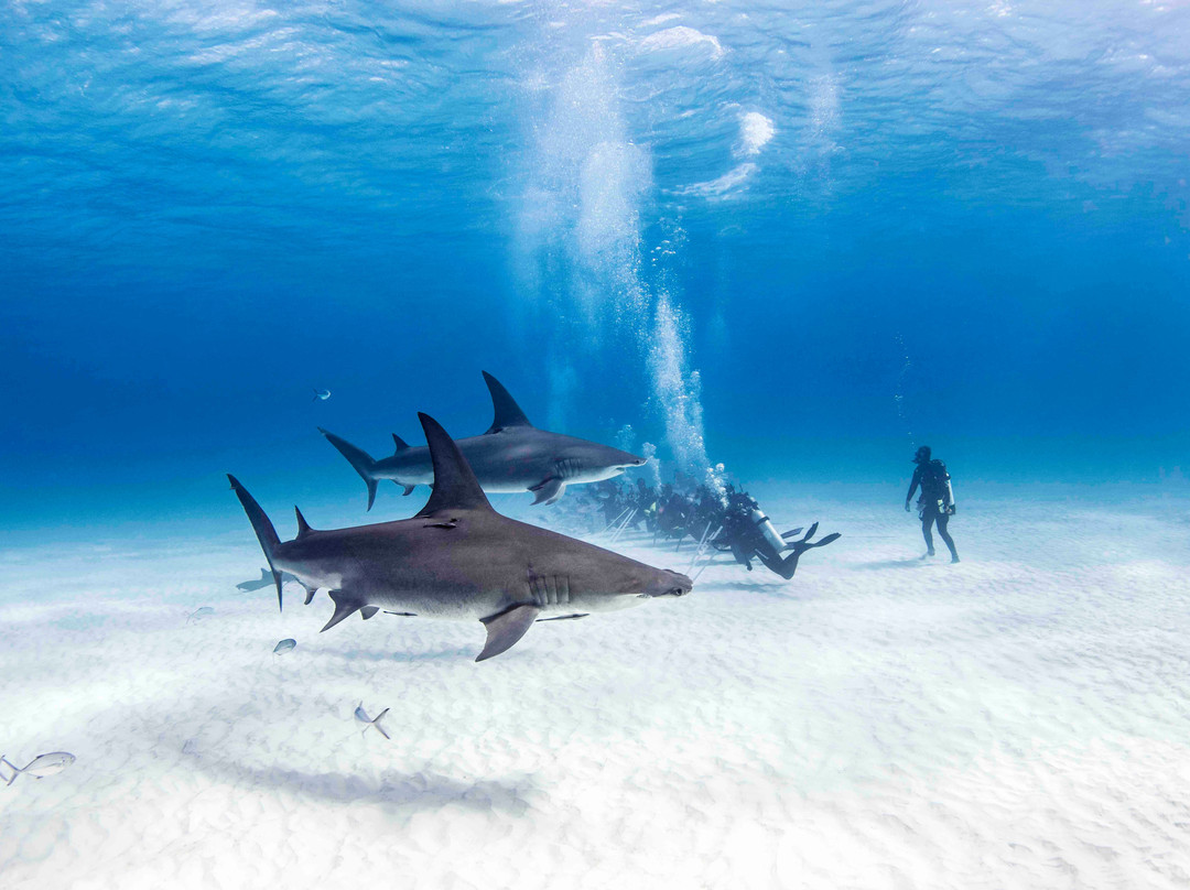 Neal Watson's Bimini Scuba Center景点图片