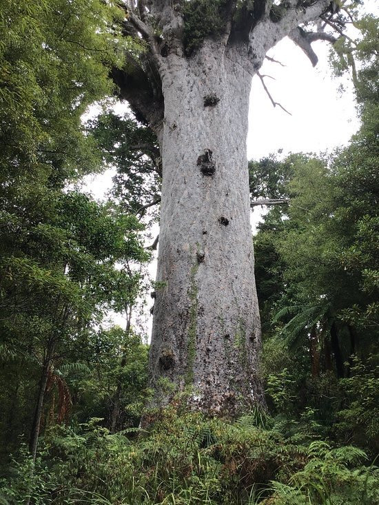 Waipoua Forest景点图片
