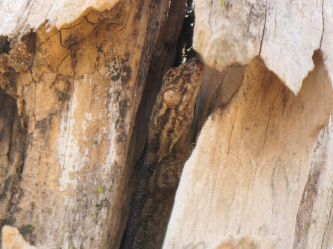 Zombitse-Vohibasia National Park景点图片