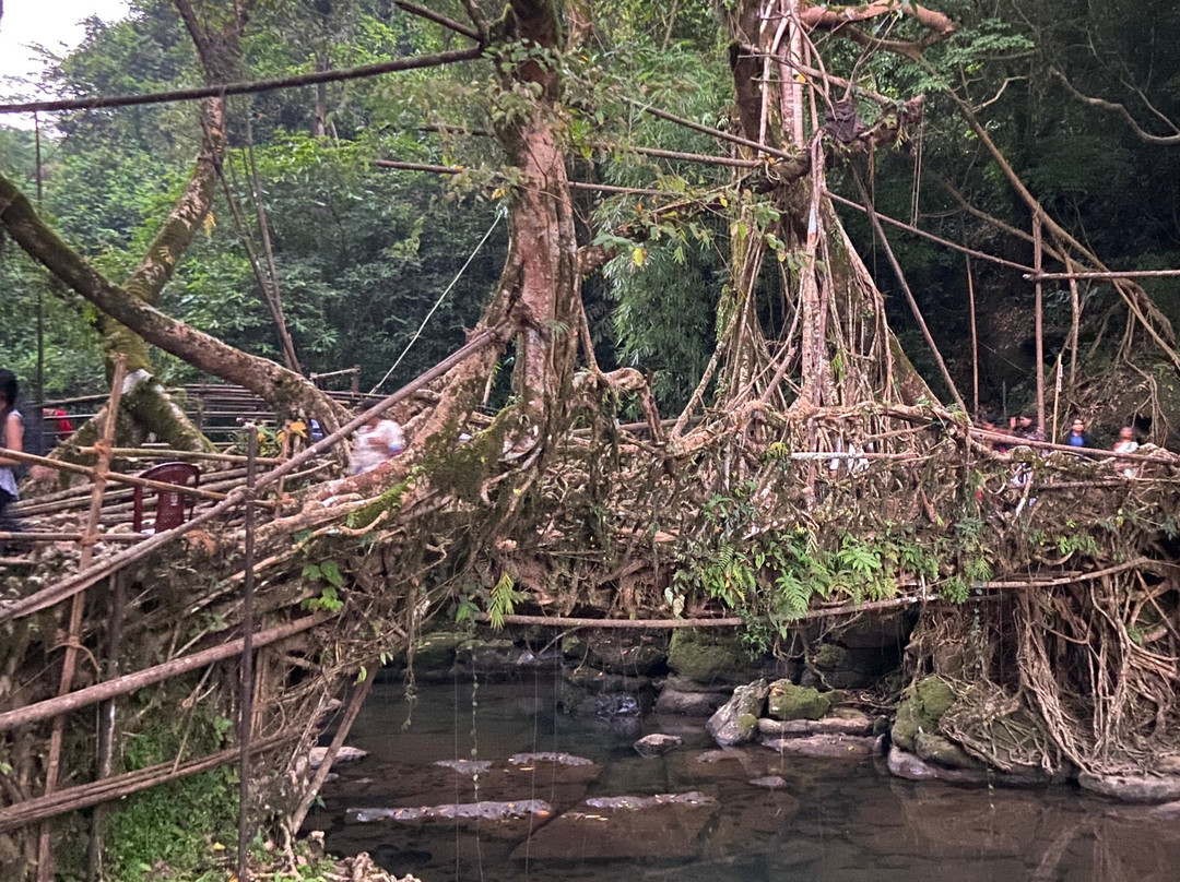 Roots Bridges景点图片