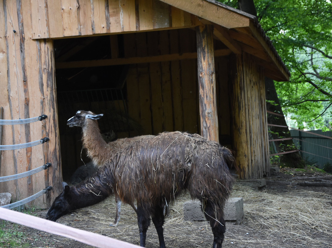 Zoo Spisska Nova Ves景点图片