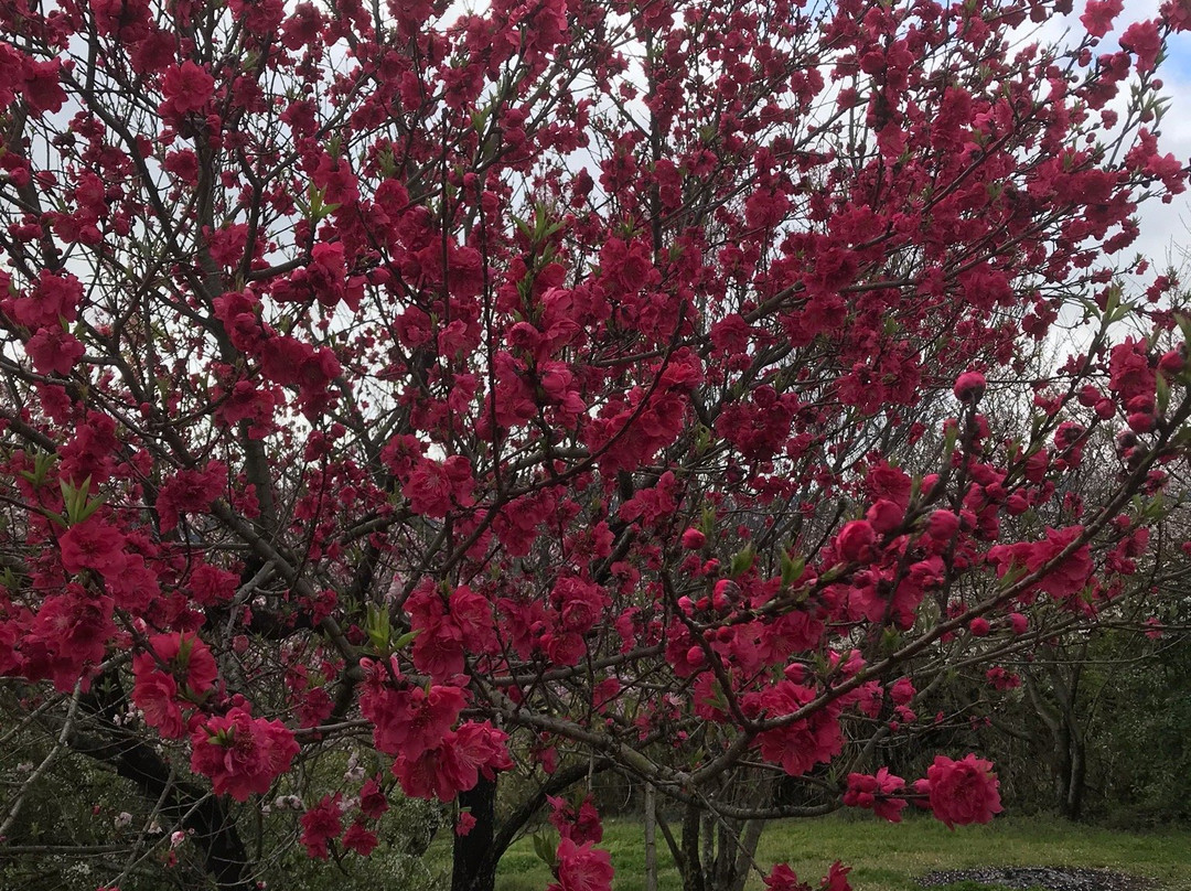 Michi-no-Eki Seishu-no-Sato-纪之川市必去景点