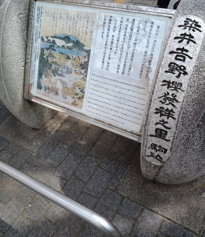 Someiyoshino Sakura Memorial Park-Komagome必去景点