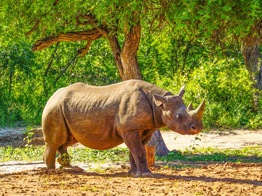 Khama Rhino Sanctuary景点图片