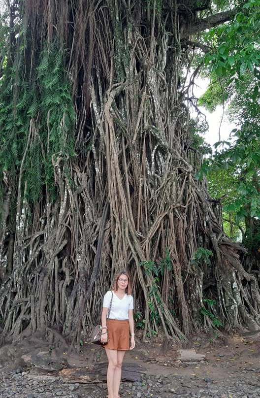 Millennium Tree (Balete tree)景点图片