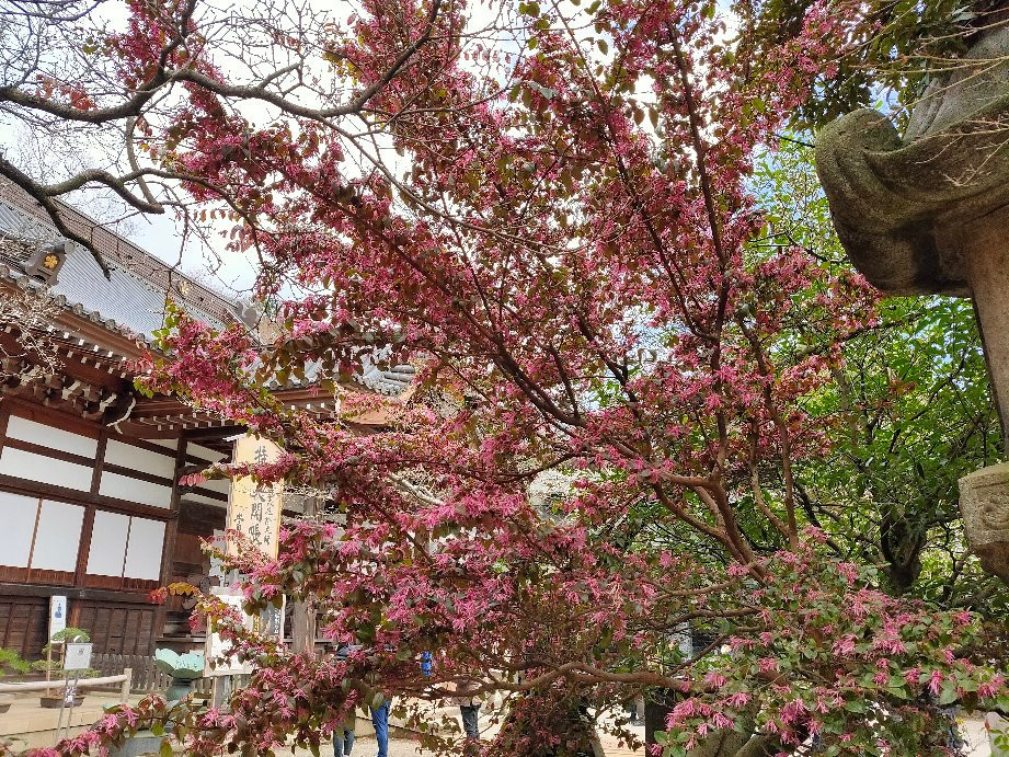 Jindai-ji Temple景点图片