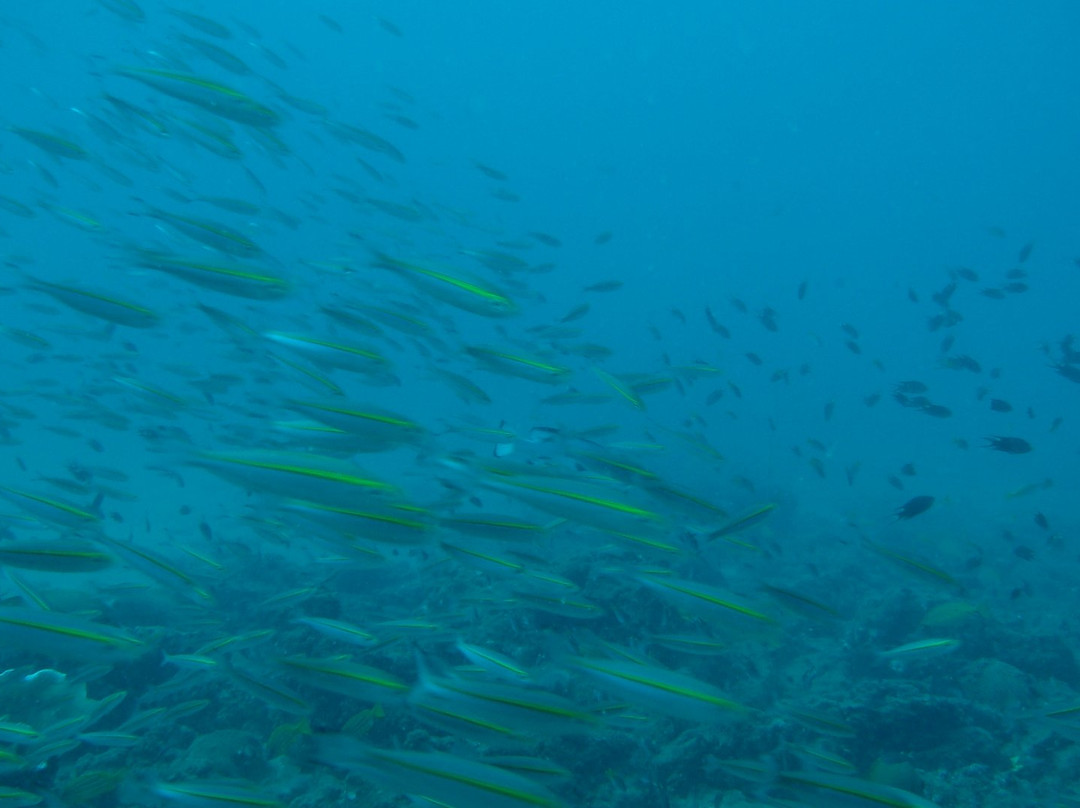 Sri Lanka Diving Tours - Negombo景点图片