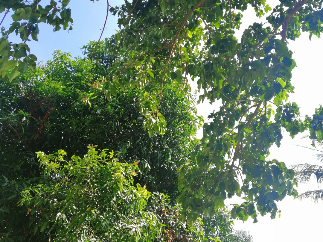 Yao Island Resort and Farm主图