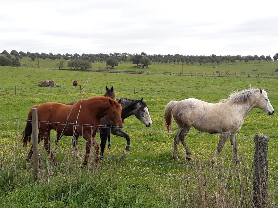 Monte Das Oliveiras主图