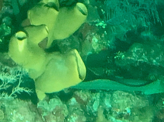 Atlantis Submarines-七哩滩必去景点