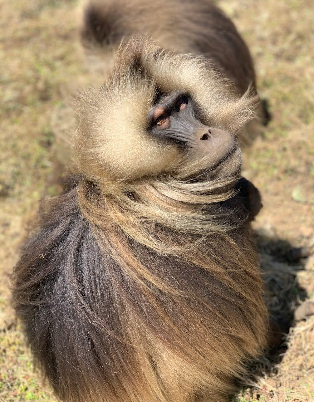 Stunning Ethiopia Tours-亚的斯亚贝巴必去景点