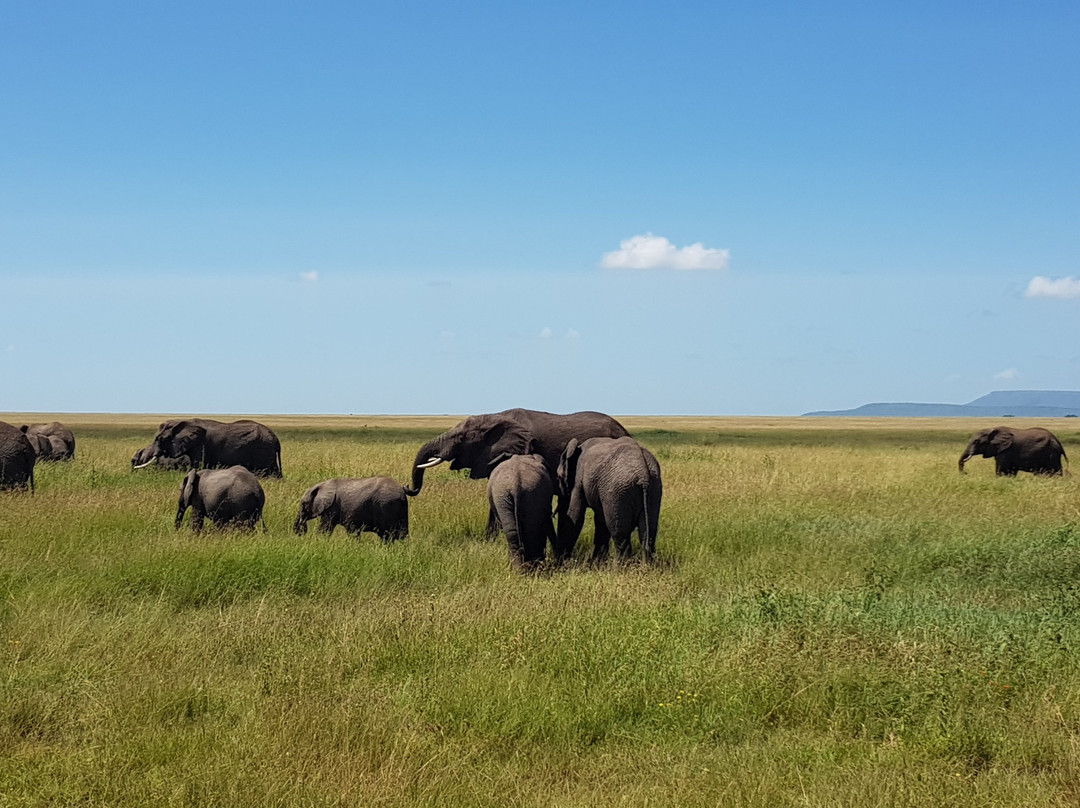 Real Masai Safari-内罗毕必去景点