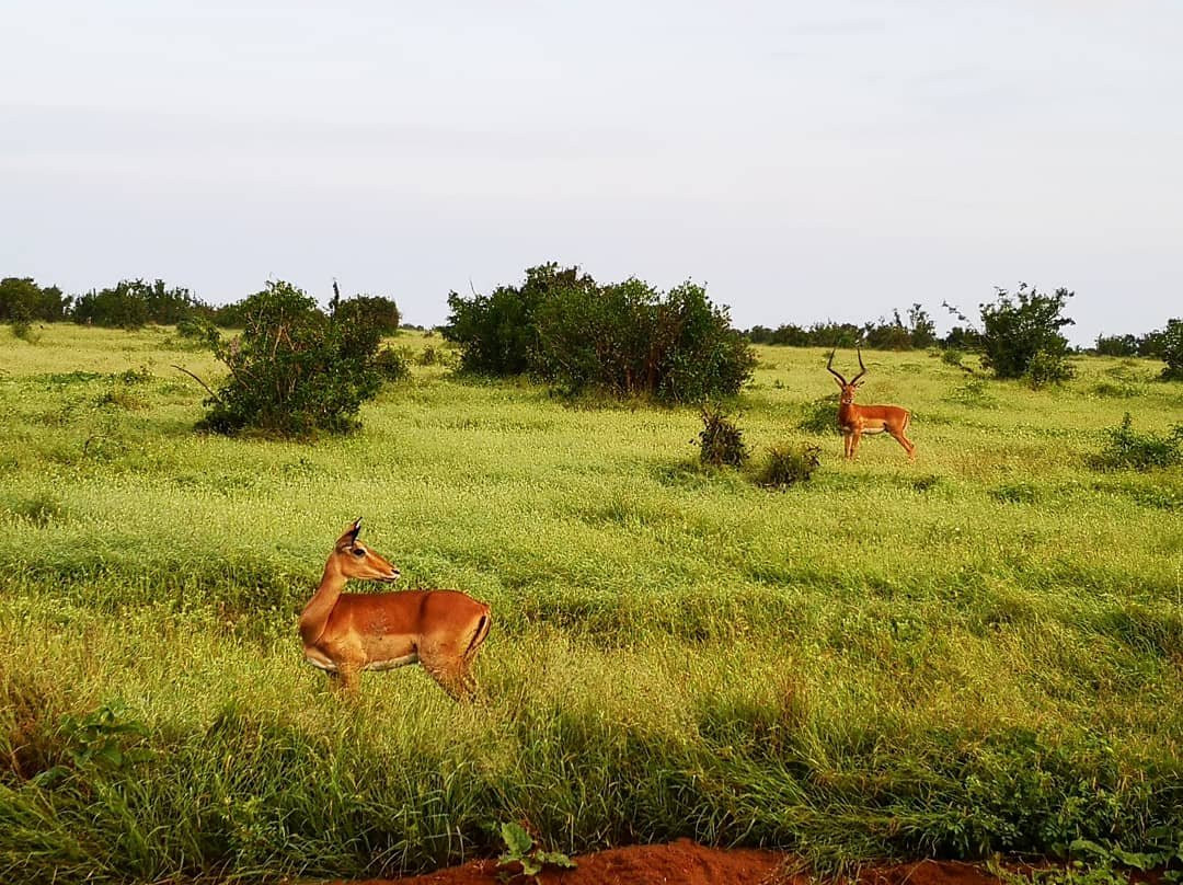 Safari Kenya Top - Private Day Tours-瓦塔木必去景点