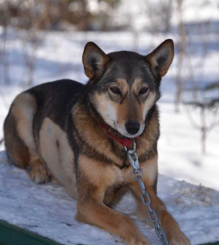 Snow Forest Adventures-阿冈昆公园必去景点