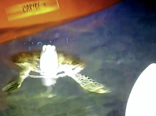 Ibis Bay Paddle Sports-基韦斯特必去景点